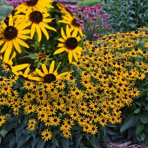 Rudbeckia fulgida 'Little Goldstar' - Särav päevakübar 'Little Goldstar' P9/0,55L